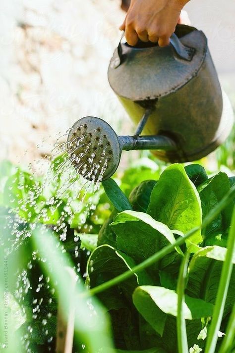 Stardew Valley, Veggie Garden, Garden Cottage, Kitchen Garden, Dream Garden, Watering Can, Herb Garden, Farm Life, Country Living