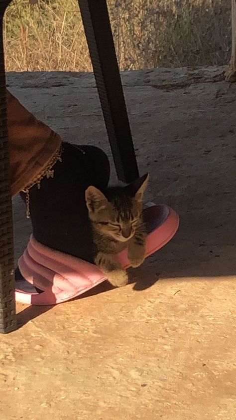 Cat sleeps in a weird place Cats Sleeping In Weird Places, Cats In Weird Places, Sleeping In Weird Places, Baby Animals Cute, Cats Doing Funny Things, Silly Cars, Weird Places, Cats Sleeping, Fell Asleep