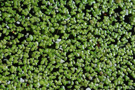 Controlling Duckweed – How To Kill Duckweed Aquaponics Design, Small Water Gardens, Farm Pond, Plant Help, Floating Plants, Aquarium Plants, Plant Problems, Aquaponics System, Fast Growing Plants