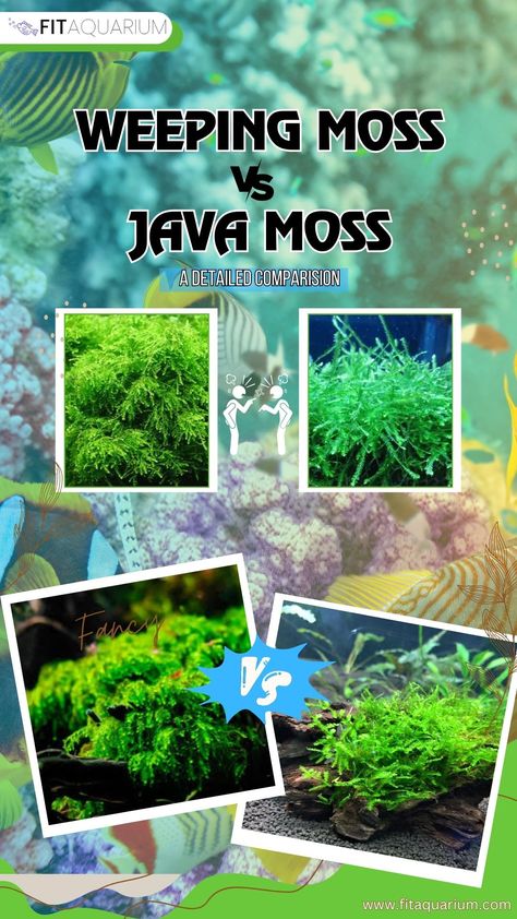 Hi, visit our most recent article to know which moss is more compatible with your aquarium. Weeping Moss as well as Java Moss. both are quite different and have distinct benefits. So choose wisely for your fish and for your aquarium. Java Moss, Substrate For Planted Aquarium, Java Moss Aquarium, Aquarium Substrate, Aquarium Maintenance, Choose Wisely, Java, Plants