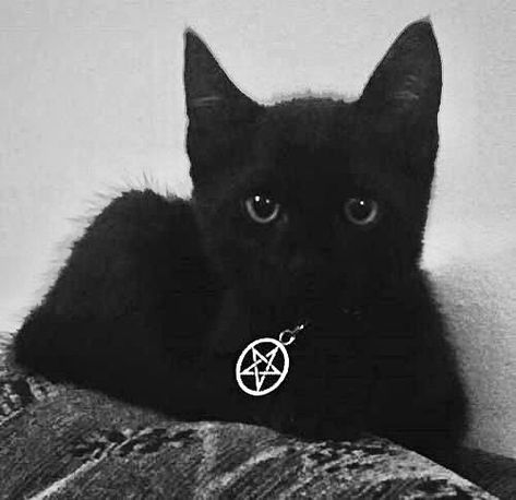 Black Cat Aesthetic, Cute Black Cats, Cat Aesthetic, Cat Decor, Big Canvas Art, Black Aesthetic, Cute Black, Dark Aesthetic, Cute Cat