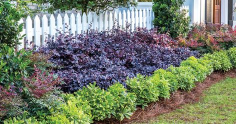 Create Big Garden Appeal with Compact Loropetalum | Goodbye old-fashioned, house-swallowing loropetalums. Say hello to Purple Diamond®️ Semi-dwarf Loropetalum, tamed and improved for today’s landscape. With compact growth and enriched color, Purple Diamond brings loropetalums into the 21st Century. Crimson Fire Loropetalum Front Yards, Jazz Hands Loropetalum, Lorapetulam Landscaping, Southern Landscape Ideas, Lorepetulam Landscaping, Lorapetulam Bush, Southern Landscaping Front Yard, Loropetalum Landscape Ideas, Dallas Landscaping