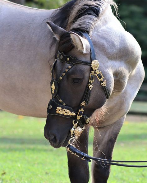 Specializing in Baroque horse tack, bitless bridles, celtic tack, custom horse bridles, custom dog collars, and more! Baroque Horse, Mounted Archery, Horse Barn Designs, Rare Horses, Indian Horses, Western Bridles, Horse Armor, Dog Collar With Name, Cute Dog Collars