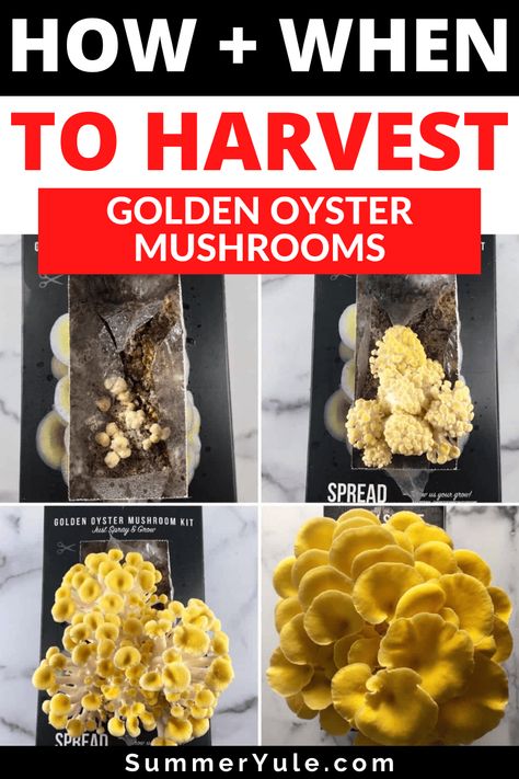 Yellow Oyster Mushrooms Recipe, How To Preserve Oyster Mushrooms, Golden Oyster Mushroom Recipe, How To Prepare Oyster Mushrooms, Golden Oyster Mushroom, Growing Mushrooms Indoors, Wild Oyster Mushrooms, Yellow Oyster Mushrooms, Oyster Mushroom Recipe