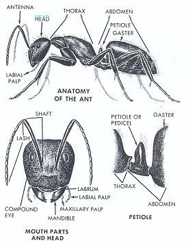 Ant Anatomy, Insect Anatomy, Museum Of Curiosity, Drawing Tuts, Ant Art, Ant Farms, Body Structure, Figure Sculpture, Animal Anatomy