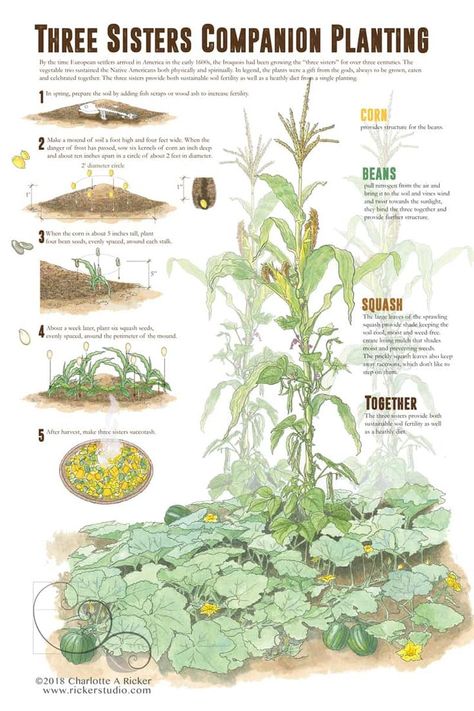 Three Sisters Gardening, what it is, where it came from, and how to plant it. A gardening method that is surprisingly relavent to our gardening today. Squash Planting, Planting Chart, Companion Gardening, Garden Companion Planting, Homestead Gardens, Permaculture Gardening, Garden Wallpaper, Veg Garden, Have Inspiration