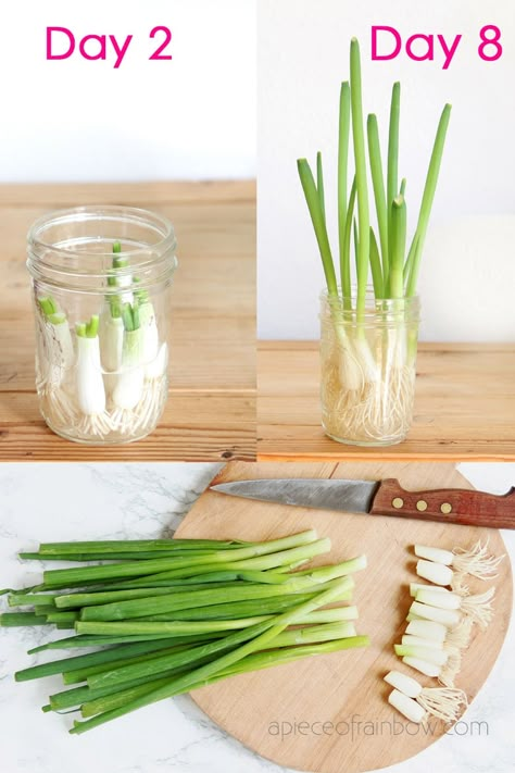 How to regrow green onions, scallions, spring onions from kitchen scraps infinitely! Two fast & easy ways to grow cuttings in water or soil indoors or outdoors for endless harvests! – A Piece of Rainbow #backyard #gardens #gardening #gardeningtips #homestead #homesteading #urbangardening #gardendesign #gardenideas #containergardening #diy #gardeningtips homestead, green living, gardening tips, sustainable ideas, kids science projects, homeschool activities Spring Onions Plant, How To Grow Spring Onions From Scraps, Regrow Spring Onions, How To Grow Spring Onions, How To Regrow Green Onions, How To Grow Scallions, How To Grow Spring Onion At Home, Herbs You Can Grow In Water, How To Grow Green Onions