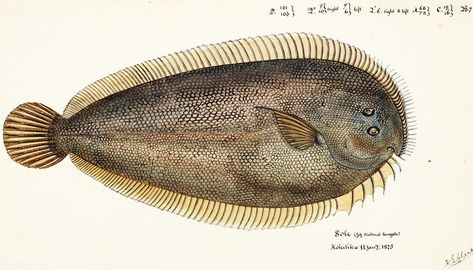 Antique fish New Zealand Sole drawn by Fe. Clarke (1849-1899) | free image by rawpixel.com Common Goldfish, Sole Fish, Fish Illustrations, Shark Drawing, Kingdom Animalia, Free Illustration Images, Watercolor Fish, Fish Illustration, Free Hand Drawing