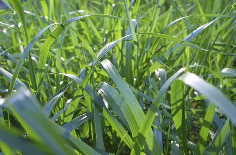 Tall fescue in lawns forms a nice dense grass which establishes quickly and is low maintenance in appropriate locations. If you are in a temperate to warm region, learn how to grow tall fescue as an easy turf grass alternative here. Tall Fescue Lawn, Tall Fescue Grass, Fescue Lawn, Dog Friendly Backyard, Grass Alternative, Fescue Grass, Grass Growing, Tall Fescue, Growing Grass