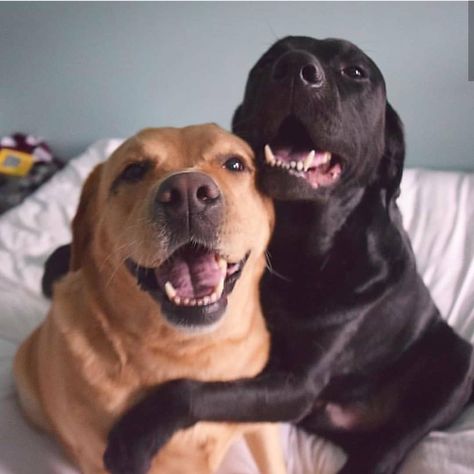 Dogs Hugging, Loving Animals, Cutest Dog Ever, Lab Dogs, Cute Dog Pictures, Pretty Dogs, Animal Photos, Dog Images, Arte Animal