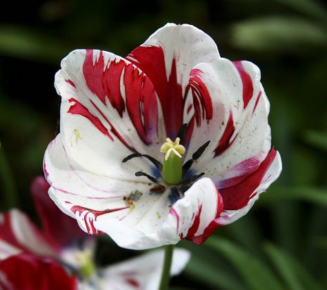 Red and White Ruffled Tulip | Recent Photos The Commons Getty Collection Galleries World Map App ... Winter Court, Shrewsbury Shropshire, Spring Coming, Dream Flower, Kingdom Plantae, Vintage Seed Packets, Watercolor Tulips, World Of Flowers, The Quarry