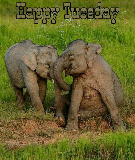 Happy Tuesday Happy Elephant, Baby Elephants, Save The Elephants, Asian Elephant, Elephant Love, Elephant Lover, African Elephant, Cute Animal Pictures, Mongolia