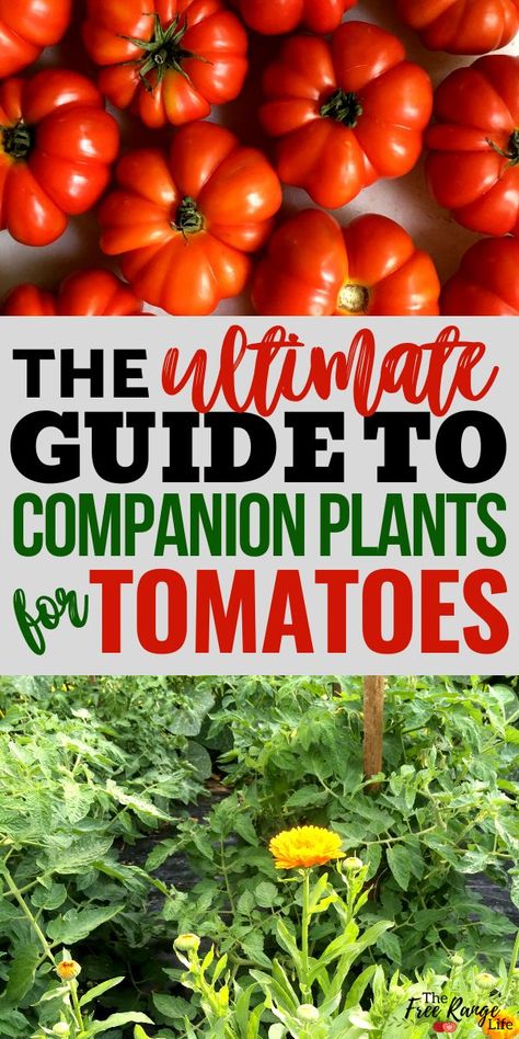 Companion Plants For Tomatoes, Cucumber Companion Plants, Potato Companion Plants, Tomato Companion Plants, Best Tasting Tomatoes, Companion Planting Guide, Best Companion Plants, Companion Planting Chart, Companion Planting Vegetables