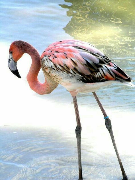 Love the colors on this flamingo!  I feel a quilt inspiration coming! Black Flamingo, Fav Animal, Flamingo Photo, Fancy Flamingo, Flamingo Bird, Flamingo Art, Pink Bird, Pink Feathers, Big Bird