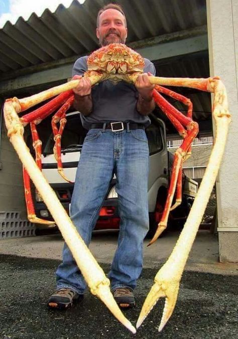 Japanese Spider Crab, Cool Sea Creatures, Crab Species, Spider Crab, Scary Animals, Crab And Lobster, Dead Fish, King Crab, Crustaceans