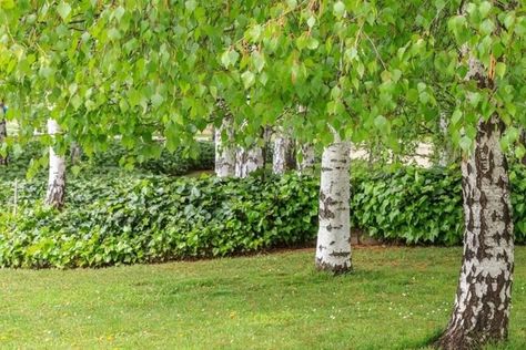 How to Grow Silver Birch | Yates Australia Backyard Hill Landscaping, Silver Birch Tree, Fruit Trees Backyard, Acer Trees, Tropical Backyard Landscaping, Birch Trees Landscaping, Birch Grove, Organic Plant Food, Decorative Trunks