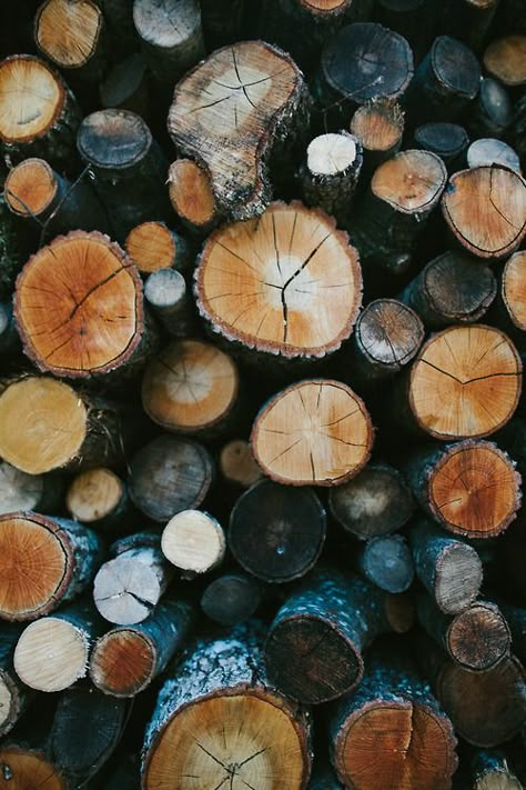 I love the natural texture of these logs. Together the logs create a rustic and unified message. Collars Diy, Tree Collar, Texture Photography, Autumn 2024, Fall Pictures, Into The Wild, Pattern Texture, Natural Forms, Color Textures