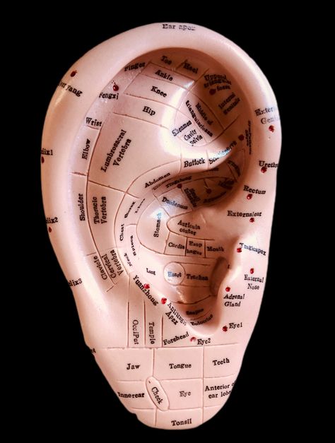 A helpful tool to accompany your study of Ear Reflexology. #earreflexology #reflexology #reflexologist #learnreflexology #auriculartherapy #earreflexologytraining #onlineearreflexologycourse #karensreflexology #auckland #aucklandschoolofreflexology Ear Reflexology Chart, Auricular Therapy, Auricular Acupuncture, Accupressure Point, Piercing Designs, Ear Reflexology, Acupressure Point, Ear Seeds, Thoracic Vertebrae