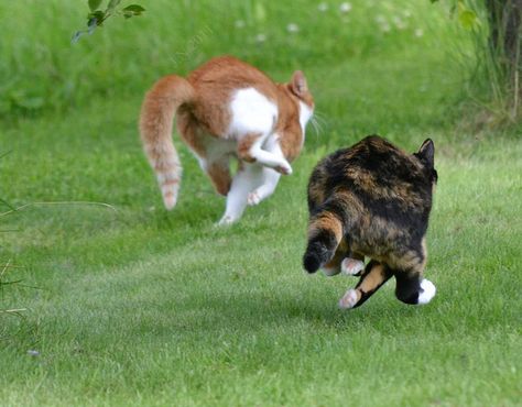 Cat Running, Cat Races, Cat Run, Image Chat, Cat Boarding, Cat Paws, Cats Meow, Crazy Cat Lady, Beautiful Cats