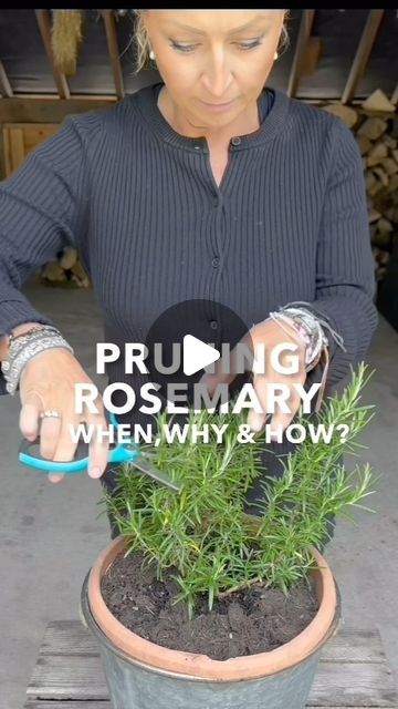 Anya Lautenbach on Instagram: "Follow @anya_thegarden_fairy ➡️PRUNING ROSEMARY BUSH  ABOUT ROSEMARY⬇️  🧚🏻 Similar to lavender, rosemary will thrive in full sun and free draining soil 🧚🏻 Drought tolerant  🧚🏻 It will tolerate temperatures down to -10 to -5°C (14 to 23°F). It may need some winter protection in colder areas of the UK or frost-prone sites.   🧚🏻 Pruning after flowering will prevent it from becoming woody.   . .  #herbs #rosemary #gardening #garden #pruning" Pruning Rosemary, Prune Rosemary, Rosemary Bush, Lavender Rosemary, Edible Garden, Drought Tolerant, Clematis, Gardening Tips, Purple Flowers