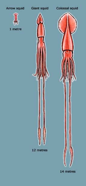 Size comparison of the arrow, giant and colossal squid Squid Humanoid, Squid Species, Squid Costume, Colossal Squid, Squid Tattoo, Octopus Squid, Giant Squid, Molluscs, Deep Sea Creatures