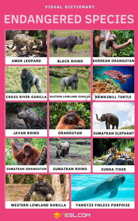 Endangered Animals Project, Cross River Gorilla, Eastern Lowland Gorilla, Sumatran Elephant, Sumatran Rhino, Bornean Orangutan, Sumatran Orangutan, 10 Animals, Endangered Plants