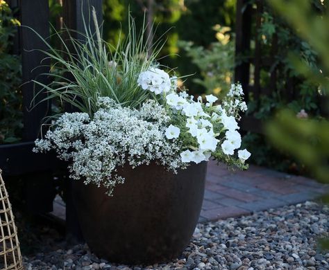 Garden Answer on Instagram: “I planted up an all white arrangement to go near the west side garden in this morning’s video! I used the lovely white-variegated Skyrocket…” Geranium Planters, Cascading Planter, Petunia Planter, White Arrangement, Garden Answer, Spring Planter, Patio Flowers, Porch Flowers, North Garden