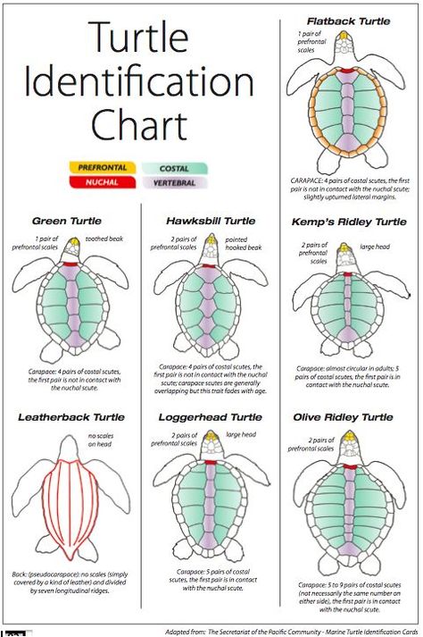 sea turtle indemnification chart Oceanography Marine Biology, Types Of Turtles, Turtle Facts, Tortoise Turtle, Animal Science, Turtle Love, Marine Biologist, Turtle Art, Oceanography