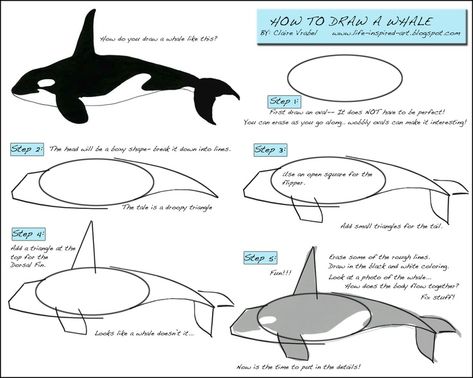 Life Inspired Art: How to Draw a Whale! Draw A Whale, Whale Drawing, Orca Whale, Baby Whale, Whale Art, Art Hub, Splash Art, Orca Whales, A Whale