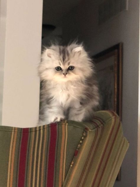 Powderpuff Persian Cat, Teacup Persian Cats, Persian Cats For Sale, Teacup Persian Kittens, Persian Kittens For Sale, Persian Cats, Wallpaper Cat, Kittens For Sale, Persian Kittens