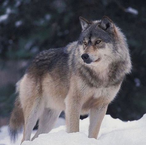 Timber Wolf Aesthetic, Lone Wolf Quotes, Wolf Clothing, Wolf Tattoo Sleeve, Wolf Images, Wolf Photography, Wolf Photos, Wild Animals Pictures, Timber Wolf