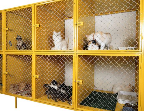 Pets Hotel, Pet Store Design, Cat Kennel, Cat Hotel, Pet Spa, Pet Hotel, Cat Cages, Pet Clinic, Cat Boarding