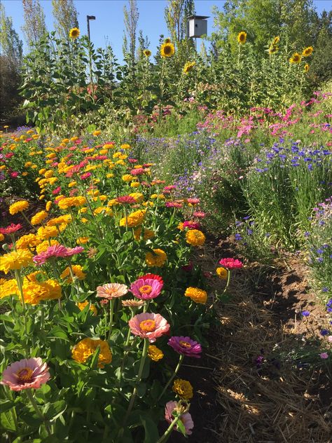 California Wildflower Garden, Flowerbed Aesthetic, Wildflower Garden Aesthetic, Wild Flower Garden Landscaping, Garden Astethic, Commune Aesthetic, Wildflower Garden Ideas, Backyard Wildflower Garden, Wildflower Yard