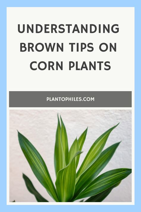 Explore the reasons behind your corn plant's brown tips with informative tips on Dracaena fragrance care. Discover common issues affecting corn plants and enhance your gardening skills effortlessly. Master the art of cultivating a thriving and healthy indoor garden with useful insights. Corn Plant Indoor Care, Corn Plant Indoor, Dracaena Fragrans, Brown Tips, Corn Plant, Healthy Garden, Black Spot, The 8, Plant Lover