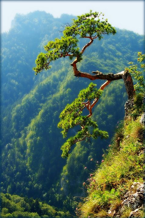 Weird Trees, Unique Trees, Airbrush Art, Alam Yang Indah, Bonsai Tree, Beautiful Tree, Pine Tree, Tree Art, Landscape Photos