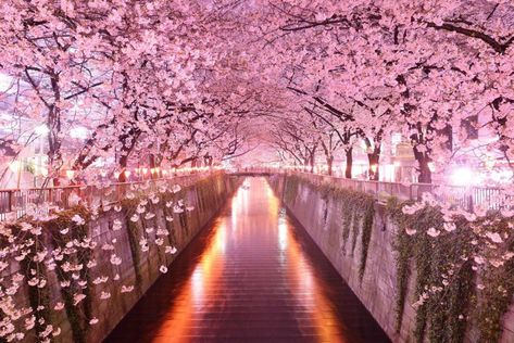 art 🎨 on Twitter: "The Sakura Tunnel in Japan… " Cherry Blossom Desktop Wallpaper, Backgrounds For Laptop, Christmas Party Looks, 4k Ultra Hd Wallpapers, Best Summer Nails, Flower Decoration Ideas, Blossom Wallpaper, Cherry Blossom Wallpaper, Japan Summer