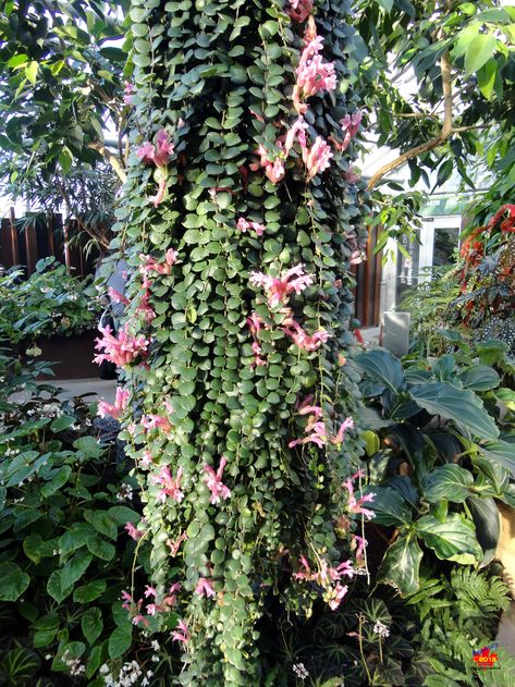 Indoor Vines, Montreal Botanical Garden, Lipstick Plant, Amazing Plants, Plant Texture, Indoor Flowering Plants, Plant Goals, Outside Plants, Living Fence