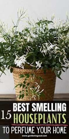 Best Inside Plants Houseplant, Fragrance Plants Indoor, House Plant Ideas Indoor, Houseplant Pots Ideas, Flowering Indoor Houseplants, Flower Plants For Home, Interior Plants Decoration, Inside House Plants, Plant Witch