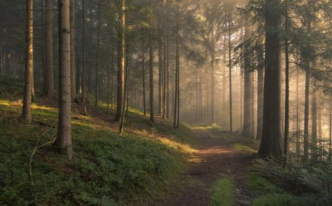 Foggy Forest, Magic Forest, Forest Landscape, Magical Forest, Dark Forest, Nature Aesthetic, Pretty Places, Black Forest, Green Aesthetic