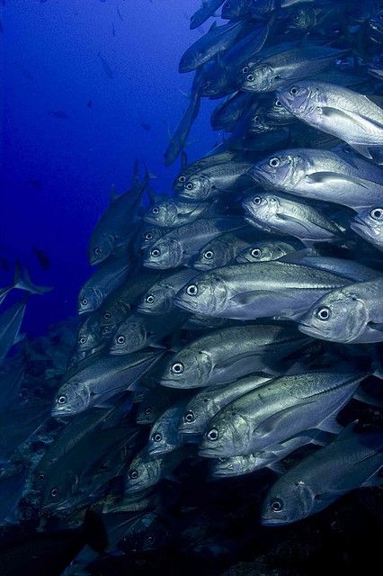 Big-eye trevally school MS3 Fish From Below, Schools Of Fish, Lots Of Fish In The Sea, Strange Fish Ocean Creatures, Fish In Weird Places, Image Of Fish, Sea Artwork, Underwater Painting, Oceanography