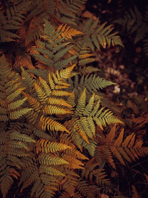 Autumn Forest Aesthetic, Fern Aesthetic, Fern Photo, Bohemian Architecture, Fern Photography, Dark Fairy Costume, Forestcore Aesthetic, Forest Fern, Autumn Fern