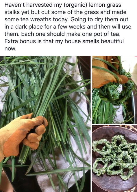 Lemon Grass Harvesting, Lemon Grass Plant Benefits, Lemongrass Companion Plants, Lemon Grass Recipes, Lemon Grass Plant, Garden Harvest, Home Vegetable Garden, Tea Garden, Veggie Garden