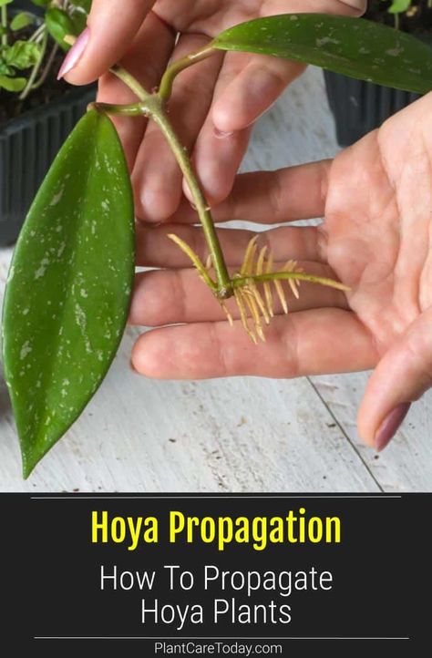 Propagating Hoya plants is easy. We share 3 ways to easily grow your Hoya collection. Propagate Hoya using stem cuttings, in water, or by layering. Hoya Kerrii Propagate, Propagate Hoya Plant, Hoya Identification Chart, Hoya Propagation Water, Hoya Plant Propagation, Hoya Trellis Ideas Diy, Hoya Plant Display Ideas, Propagating Hoya Plant, How To Propagate Hoya Plants