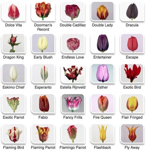 Flower Charts, Tulip Varieties, Beautiful Flower Names, Tulip Plant, Types Of Tulips, Flower Variety, Tulip Earrings, Flower Chart, Tulip Colors