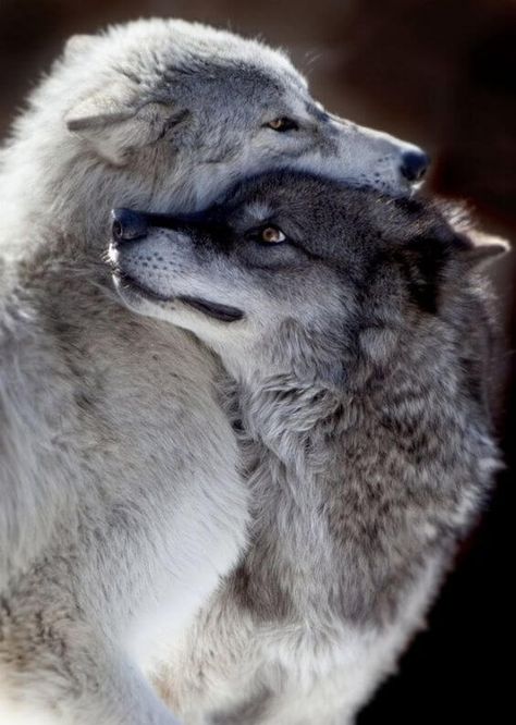 adorable wolf pictures 23 (1) Silly Wolves, Timber Wolves, Caine Husky, Wild Animals Photos, African Royalty, Wolf Photos, Wolf Love, Wild Wolf, Wolf Pictures