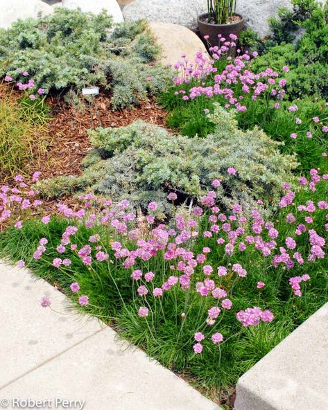 1' wide clump blooms in early summer Thrift Plant, Waterwise Garden, Garden Planner, Summer Water, Water Wise, Late Spring, Deep Pink, Ground Cover, Types Of Plants