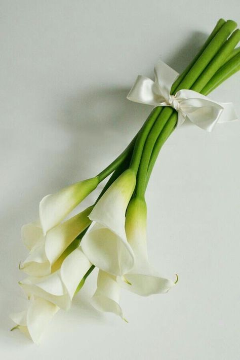 Lilly Bouquet Wedding, Calla Lillies Bouquet, White Calla Lily Bouquet, Calla Lily Bridal Bouquet, Lily Bridal Bouquet, Calla Lily Bouquet Wedding, Simple Wedding Bouquets, Calla Lily Bridal, Calla Lily Wedding