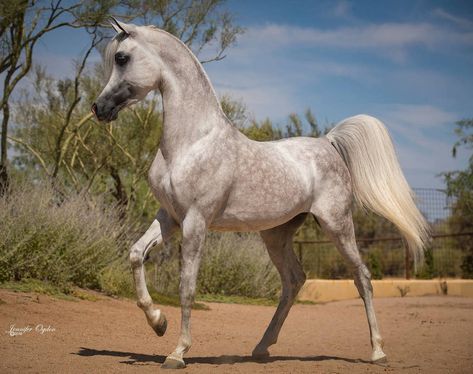 Cai Arabi, Arabic Horse, Elegant Horse, Horse Ears, Horse Anatomy, Horse Inspiration, Beautiful Arabian Horses, Horse Dressage, Most Beautiful Horses