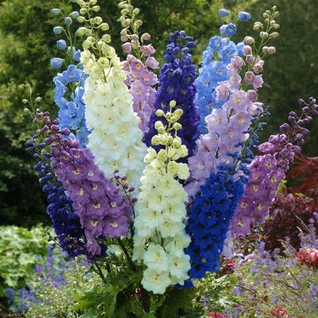 Larkspur Flower, Floral Design Classes, Delphinium Flowers, Flower Identification, Flower Mix, Prairie Garden, Landscaping Inspiration, Blue And Purple Flowers, Purple Garden