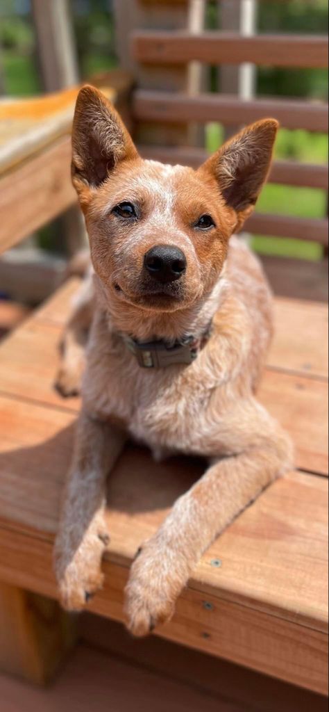 Country Dogs, Red Heeler Dog, Queensland Heeler, Heeler Dogs, Austrailian Cattle Dog, Red Heelers, Heeler Puppies, Blue Heelers, Cowboy Baby